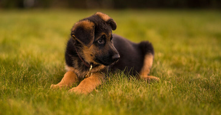 Best Toys for German Shepherd Puppies 2023: Reviews + Buying Guide