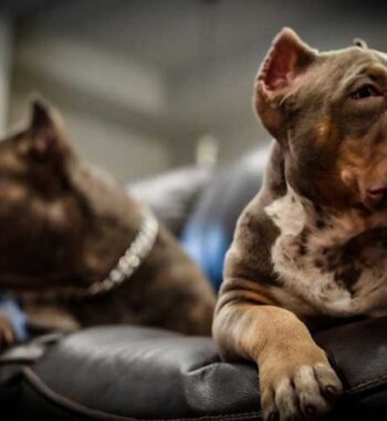 Best Dog Food for Pitbull Puppies to Gain Muscle 2023: Reviews + Buying Guide