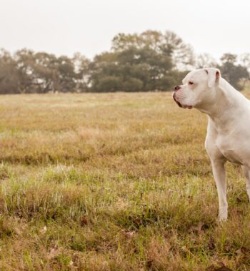 Top 5 Best Dog Food for American Bulldogs: Top Picks, Reviews, and Buyer’s 2023 Guide