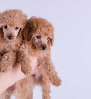 Top 5 Best Dog Clippers for Poodles To Try This 2023 – Top Picks & Reviews