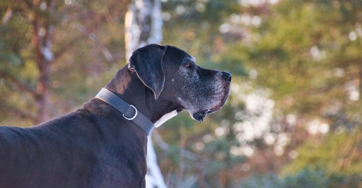 The 5 Best Dog Foods for Great Danes: Buyer’s Guide and Reviews 2023