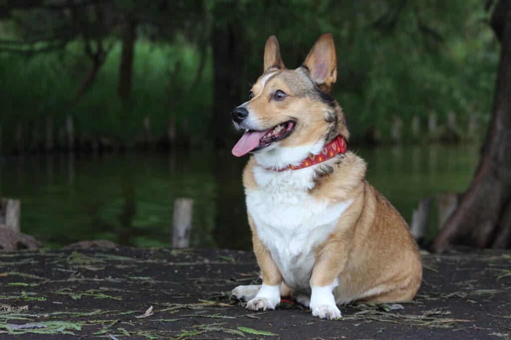 Buying Guide for a Corgi Harness
