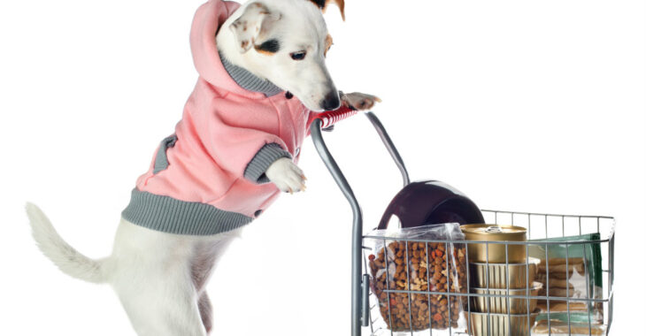 Making Sure Your Dog Has the Best Quality Supplies