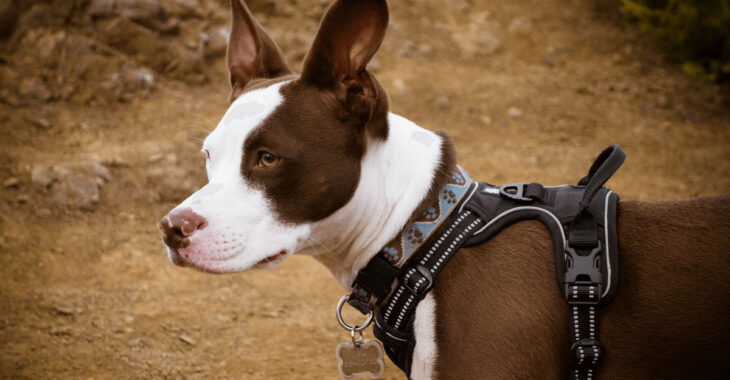 Rabbitgoo No-Pull Dog Harness Review 2023: The Good & The Bad Revealed!