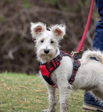 Gooby Escape Free Easy Fit Harness Review 2023: Best Ally For Small-Breed?