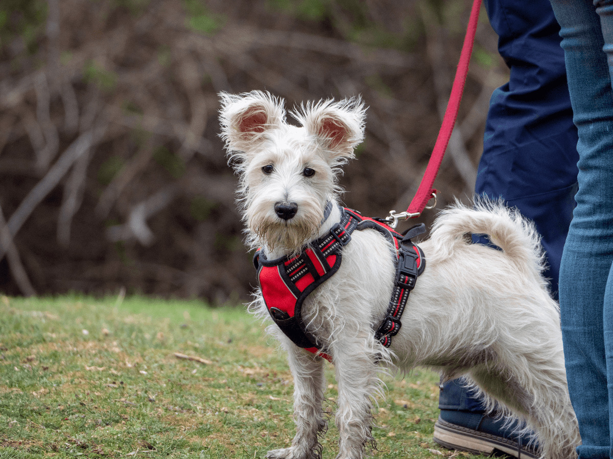 Gooby Escape Free Easy Fit Harness Review 2023: Best Ally For Small-Breed?