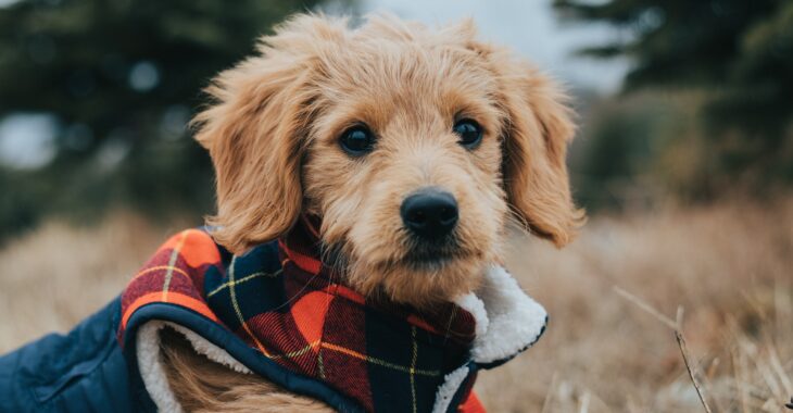 Best Brushes for Doodles of 2023: Complete Reviews With Comparison (Top 4)