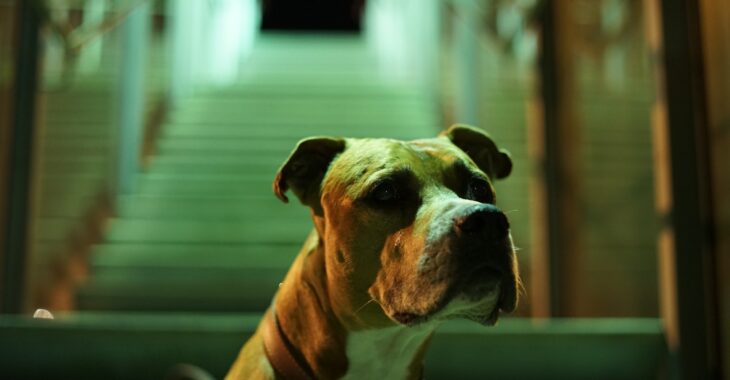 Best Foods for Pitbulls with Skin Allergies in 2023: Reviews & Top Picks