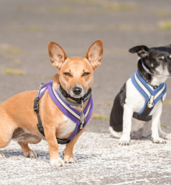 Puppia Vest Harness Review 2023: Best Soft Vest For Your Pet?