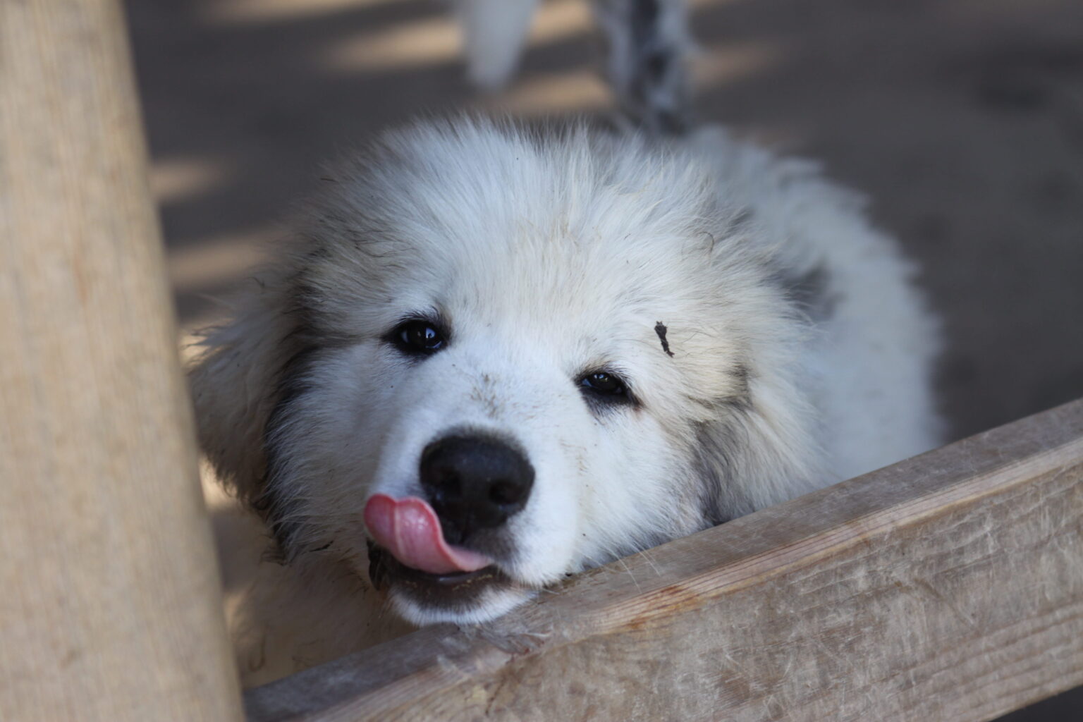 Top 5 Best Foods for a Great Pyrenees Puppy (2023) Reviews & Top