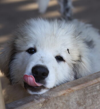 Top 5 Best Foods for a Great Pyrenees Puppy (2023) – Reviews & Top Picks
