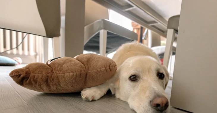 What Are the 3 Essential Daily Needs of Your Beloved Dog?