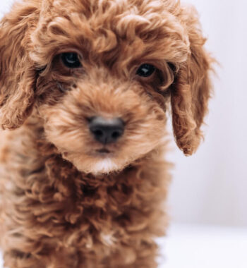 What does F1B Goldendoodle mean? A Comprehensive Guide To The Doodle (2023)