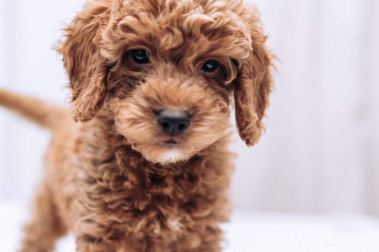 What does F1B Goldendoodle mean? A Comprehensive Guide To The Doodle