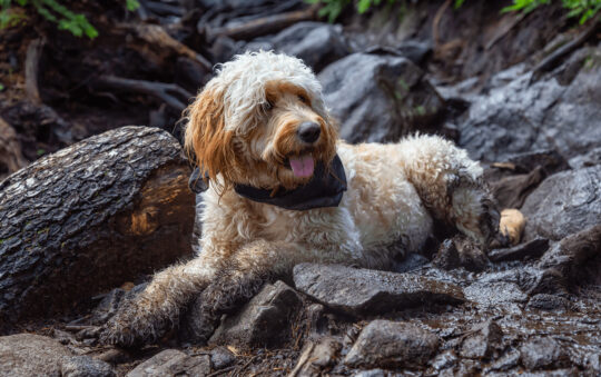 Are Goldendoodles Hypoallergenic? A Comprehensive Guide to their Health and Care