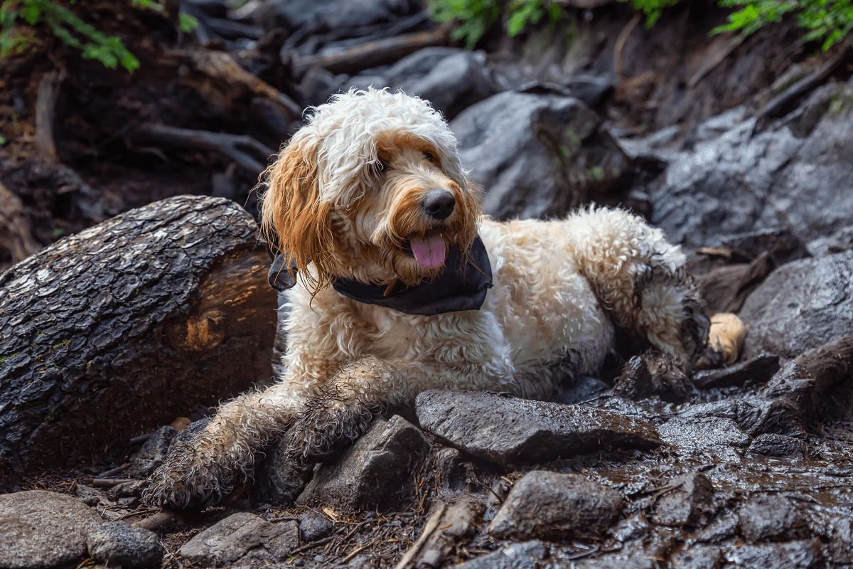 Are Goldendoodles Hypoallergenic? A Comprehensive Guide to their Health and Care