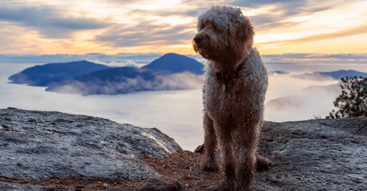 Best Puppy Food for Goldendoodles 2023: An Ultimate Guide to Feeding and Care