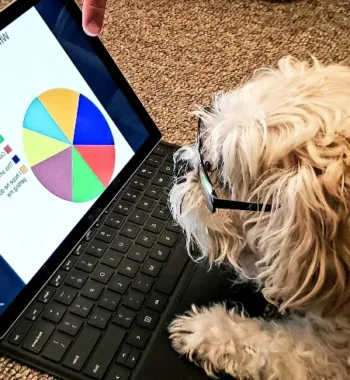 What a Dog Needs Every Day in the United States: Essential Care Guide