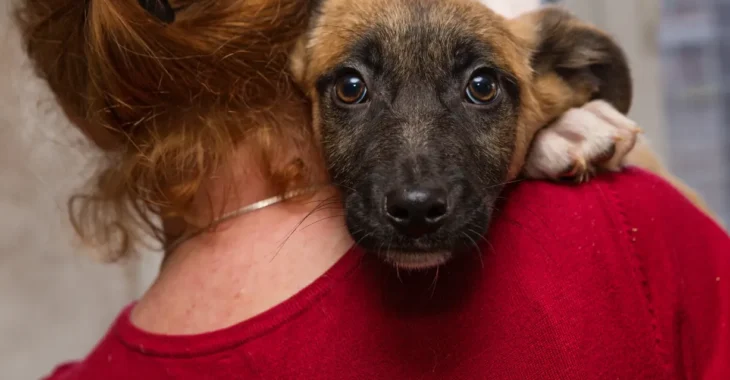 Building the Perfect Care Package for Your Furry Friend