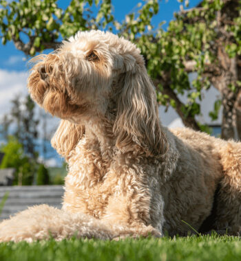 When Do Goldendoodles Stop Growing? How Big Do Standard Doodles Get?