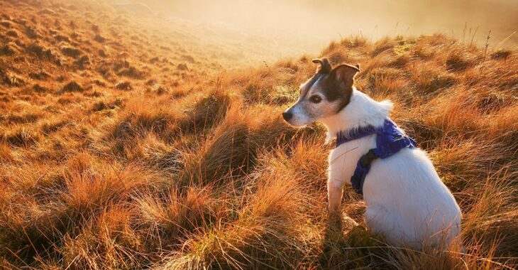 How Do Harnesses Encourage Pulling? Should I Use a Harness?