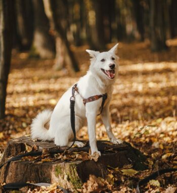 Why Is My Dog Calmer with a Harness On? Discover the Surprising Benefits of Using a Harness
