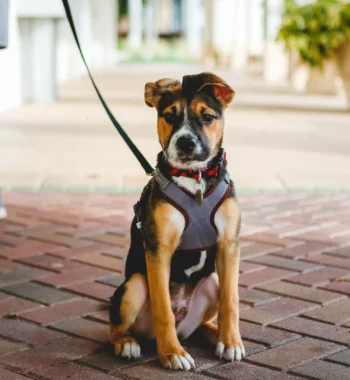 Do Dog Harnesses Cause Matting? What Can You Do About It?