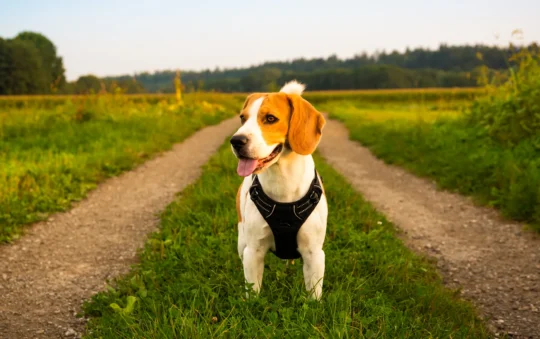 At What Age Can My Puppy Wear a Harness? A Complete Guide