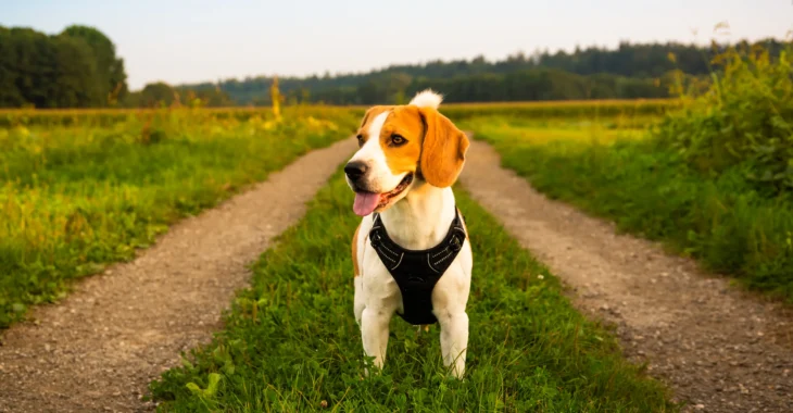 At What Age Can My Puppy Wear a Harness? A Complete Guide