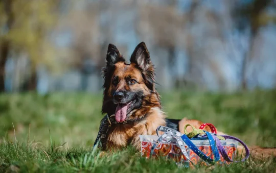 Best Dog Harness for Pulling German Shepherd: Top Picks and Buying Guide (2023)