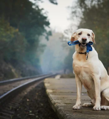 Is It OK for Dogs to Wear a Harness All Day? Tips to Keep Your Furry Friend Comfortable and Safe