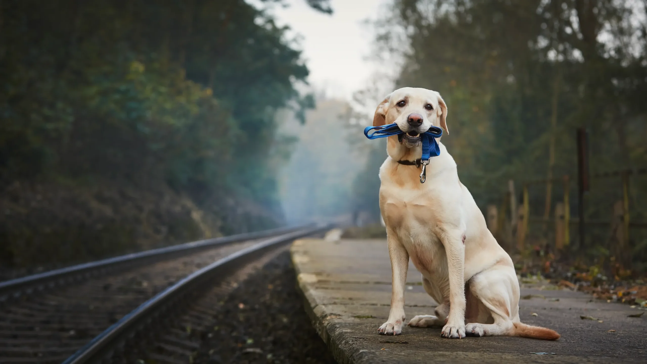 Is It OK for Dogs to Wear a Harness All Day? Tips to Keep Your Furry Friend Comfortable and Safe