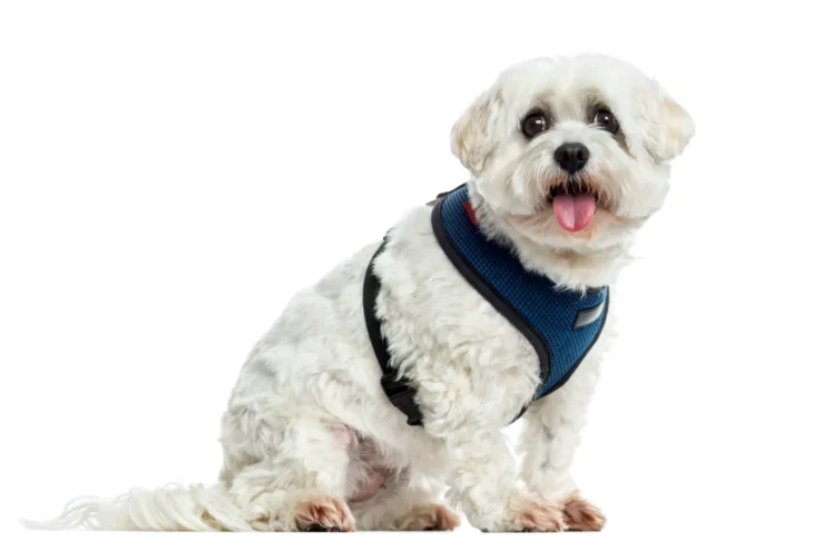 What is a Y-Shaped Dog Harness and How to Choose the Right One for Your Pup?