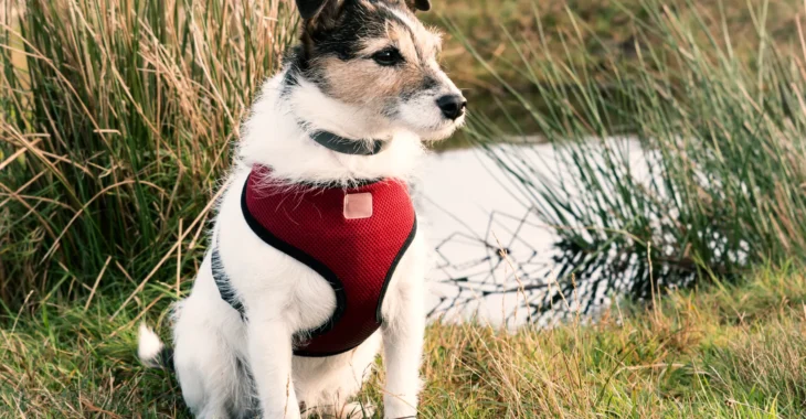 Is It Good for a Dog to Sleep in a Harness? Pros and Cons to Consider