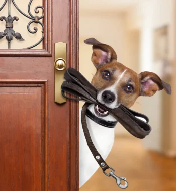 5 Reasons Why Use a Leather Leash for a Dog: Benefits and Advantages