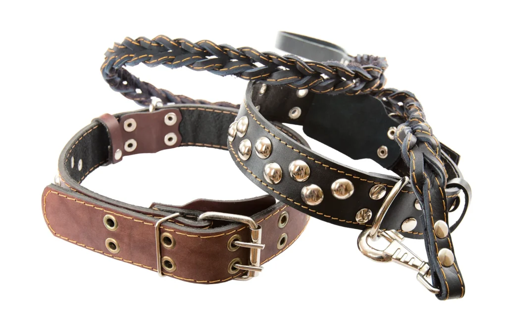 A brown leather dog collar with silver metal rivets