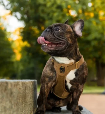 Dog Harness with Name Patch: Complete Guide and Benefits