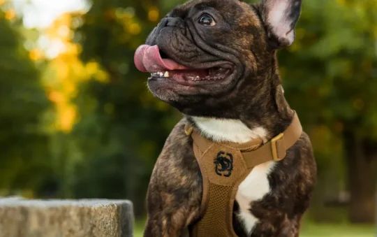 Dog Harness with Name Patch: Complete Guide and Benefits