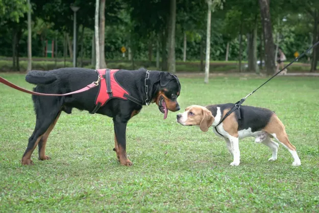 Two dogs, a Beagle and a Rottweiler, sniff each other in a dog socializing concept