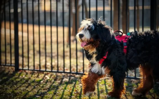 Best Dog Food for Bernedoodles: Top Picks for Optimal Health