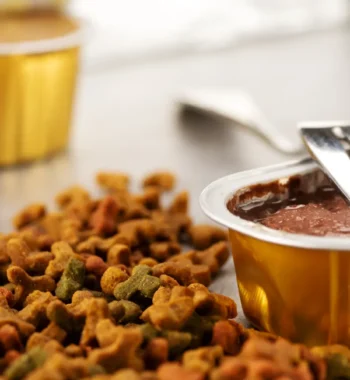 What Sauce Can I Add to Dog Food for Happy and Healthy Meals?