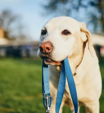 What Dog Collar Is Best for Sensitive Skin? Top 5 Options for Comfort (2023 Review)