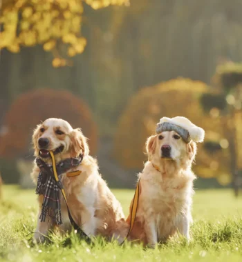 Why Do Dogs Wear Two Collars? Exploring and Unlocking the Benefits