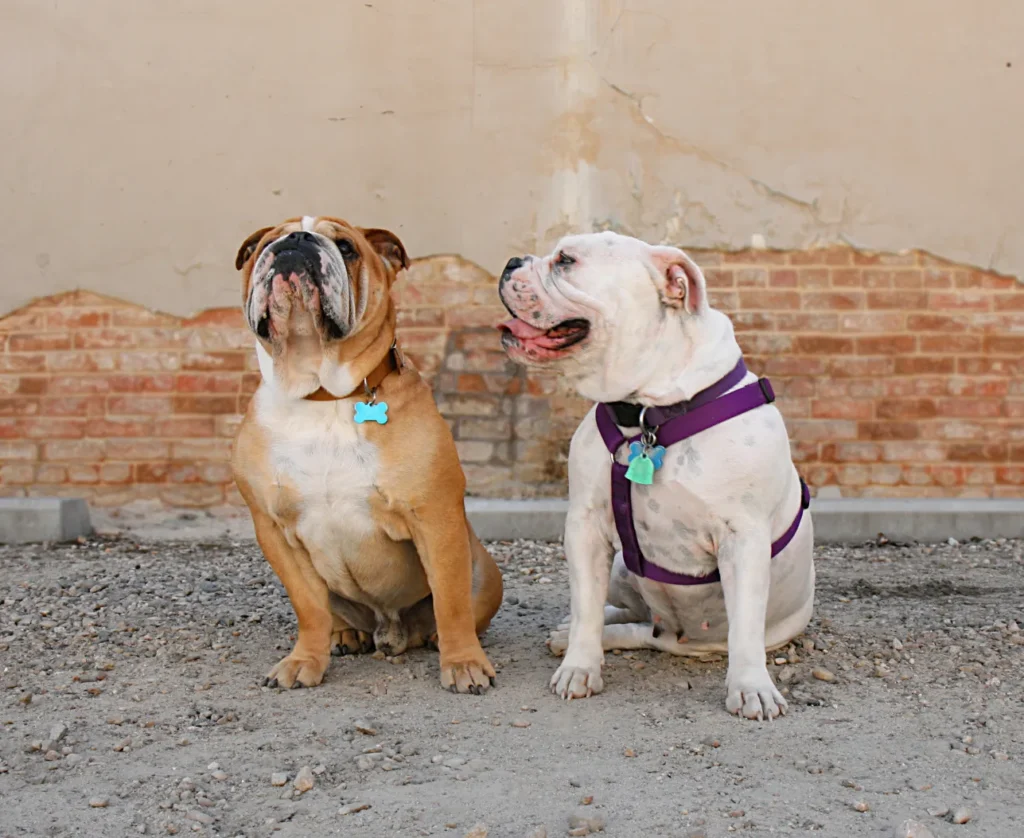 Two English Bulldogs sitting in front of a building