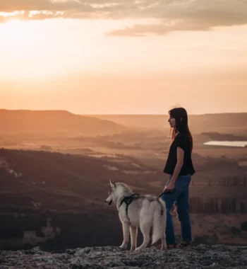 Best Dog Food for Huskies with Sensitive Stomach: Top Picks for Healthy Nutrition