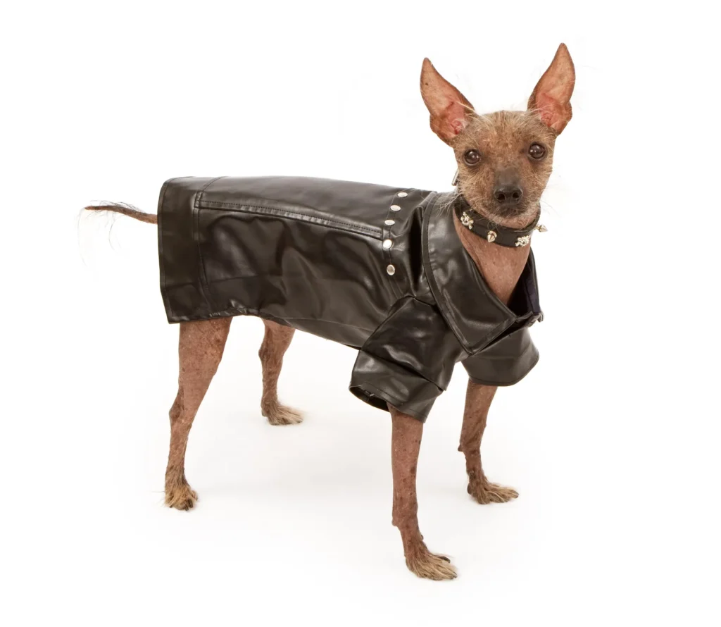 Hairless Chinese Crested dog in black leather biker outfit and spiked collar