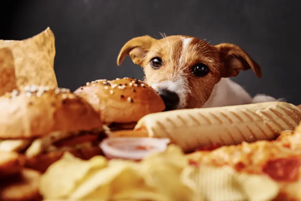 Hungry dog stealthily snatching food from the table 