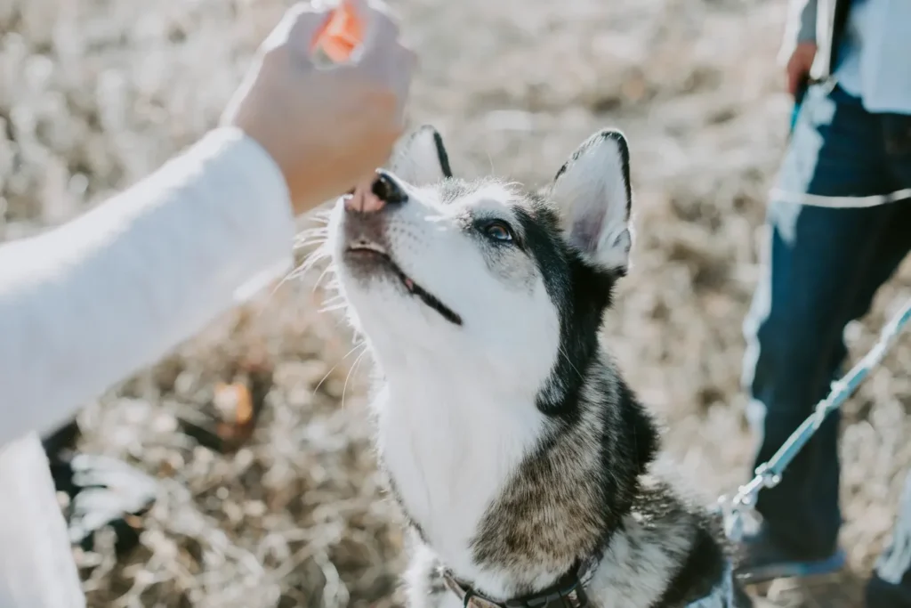 Husky dog eagerly reaching for a treat with its paw 