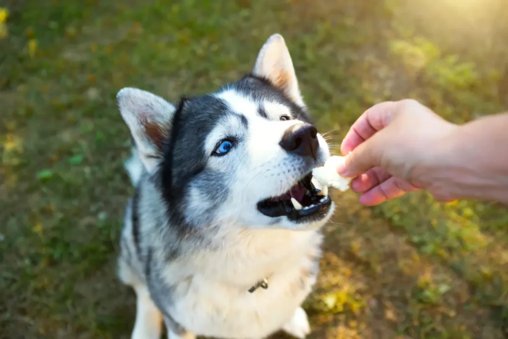 Husky dog receiving a treat as a reward for successfully obeying the Sit command 