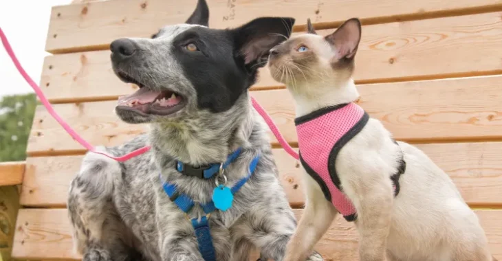 Is There a Difference Between a Cat Harness and a Dog Harness?